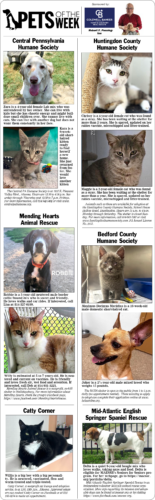 Pets of the Week July 18-19, 2026